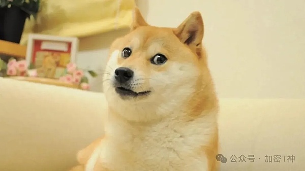 从狗狗币到Shiba Budz：加密货币如何俘获不同圈层的心？